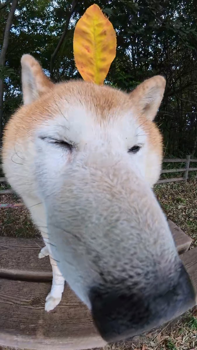 pekotaro930's tweet photo. また鼻が大きくなった https://t.co/PHagcuZDkA