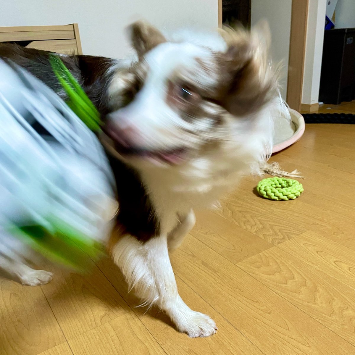 ryla_chocomarl's tweet photo. 🐶遊んでくれないなら…
🐶うぉぉぉぉぉぉぉぉぉぉ https://t.co/94CvDURZ3X
