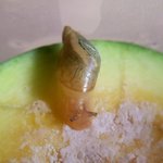 Photo by 🌱🐌 (@Quoshroom)
