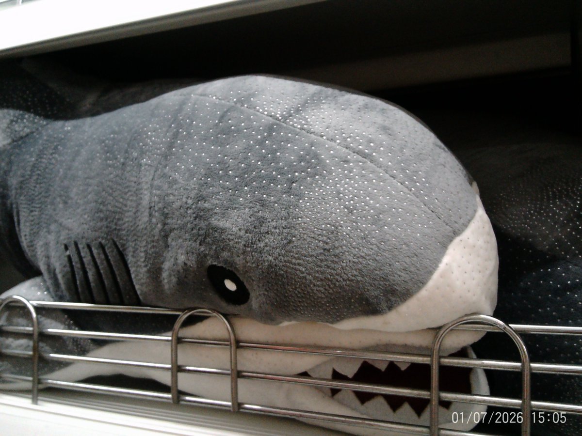 pudingreen's tweet photo. kalau gemes kaya gini aku rela ko meliharanya. udah gemes, ga usah di kasih makan, waww 🦈🌀 https://t.co/R30yTkpo3R