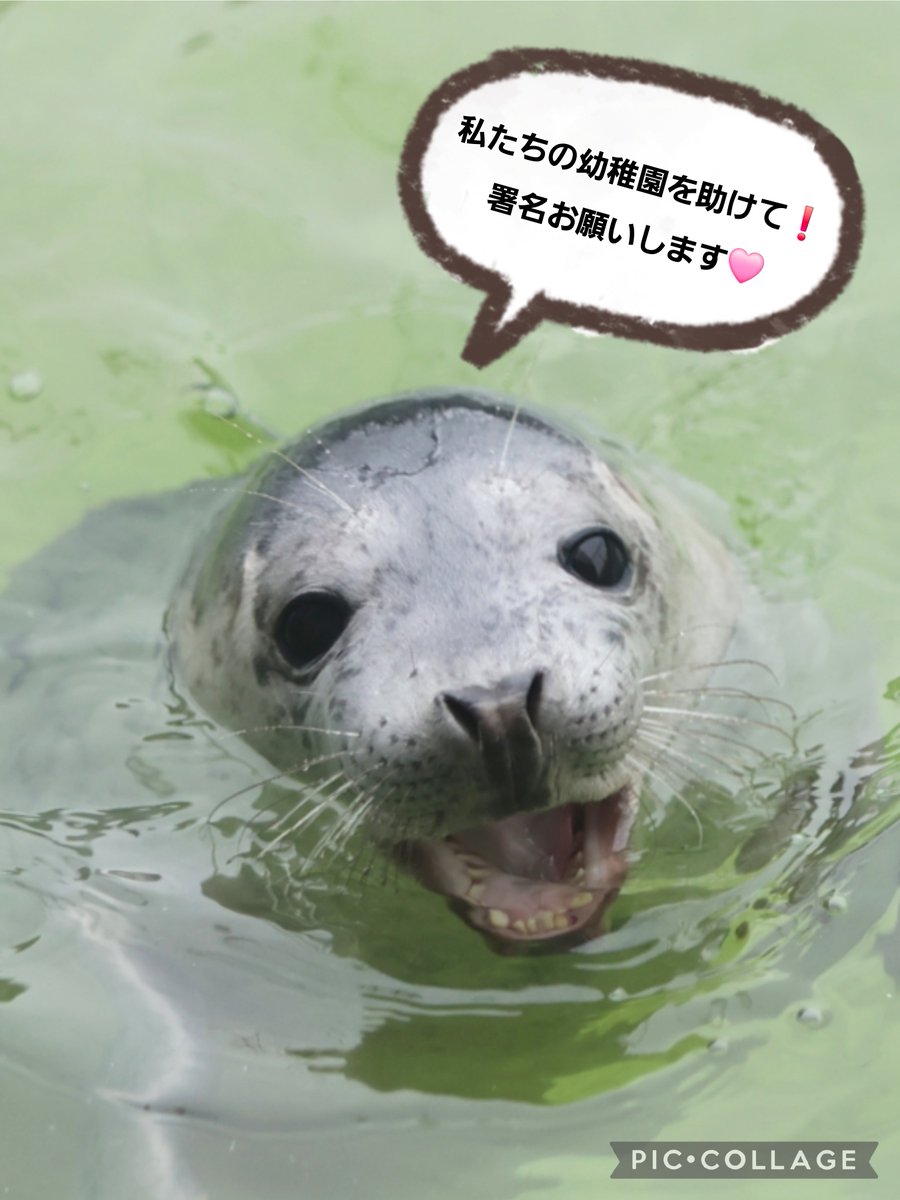 cheval777's tweet photo. Dropjeからのメッセージ🦭
皆さまのお力を❗️
署名ページは↓です
https://t.co/bCnCYnQiKV

#アザラシ幼稚園 https://t.co/v1fv3fkz1w