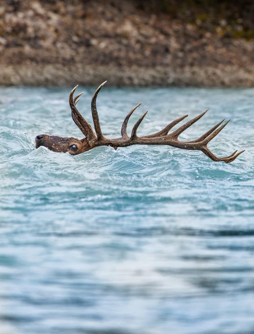 Rainmaker1973's tweet photo. A bull elk swimming across the Athabasca River in Alberta, Canada 

[📸 Tyson Heppner] https://t.co/TJG45h2PmV