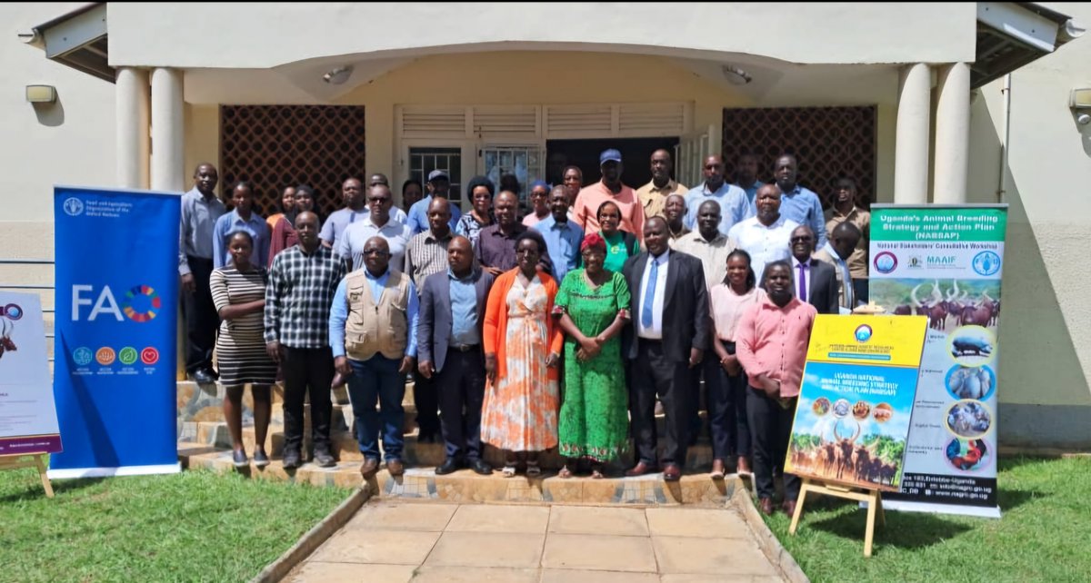 NAGRC_DB's tweet photo. @NAGRC_DB is participating in the World Food Day outreach at Mbarara ZARDI from 14–16 October 2026, under the theme “Innovate Today, Nourish Tomorrow.”
Our engagement begins with a workshop on the National Animal Breeding Strategy and Action Plan #NABSAP and strengthening dairy breeding systems. Through knowledge sharing and practical learning, we are supporting improved breeding practices to enhance livestock productivity, farmers’ livelihoods and food security.
#WorldFoodDay2026 #NAGRCDB #AnimalBreeding
@FrankTumwebazek @DrRwamiramaBK @beinepeter @PS_MAAIF