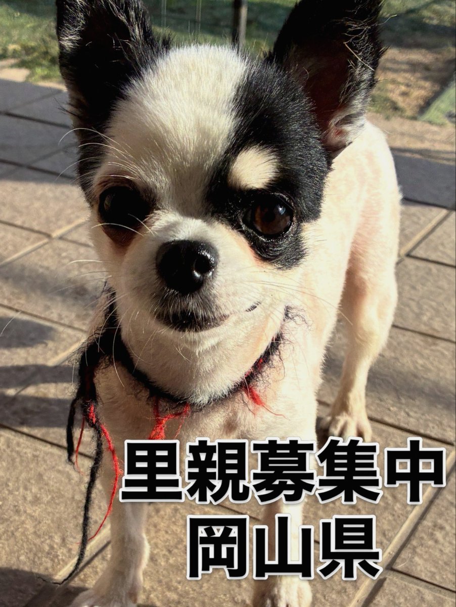 amFritzie's tweet photo. 今日は某寺僧侶と
公園お散歩の日🚶♀️ww
秋晴れ〜🌞 https://t.co/FCU4SEjMaB