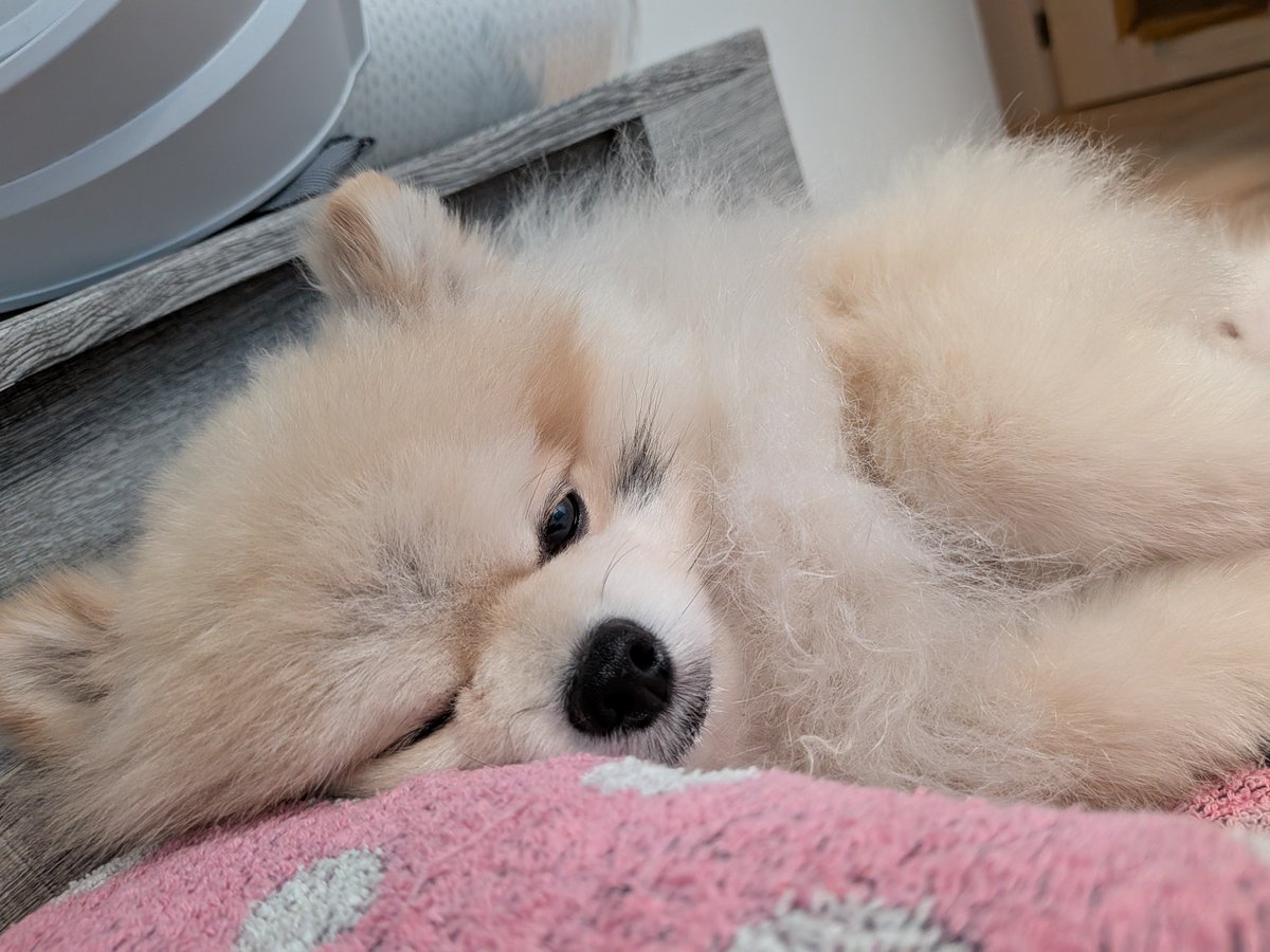 potatonopocchan's tweet photo. うちのポメもポメに注目してくれてありがとうしてます！！ https://t.co/1HIp55El4e