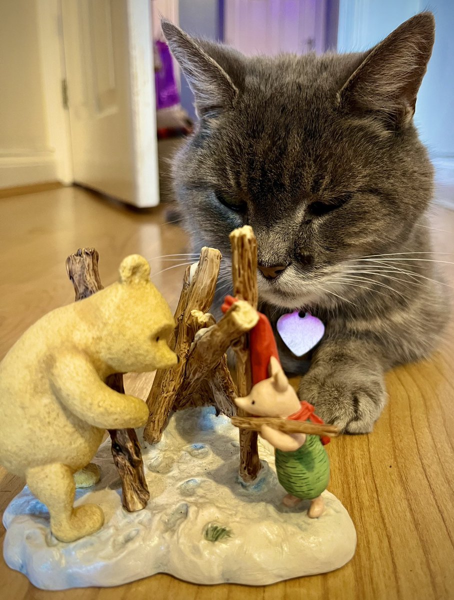 Malcolm_theCat tweet picture