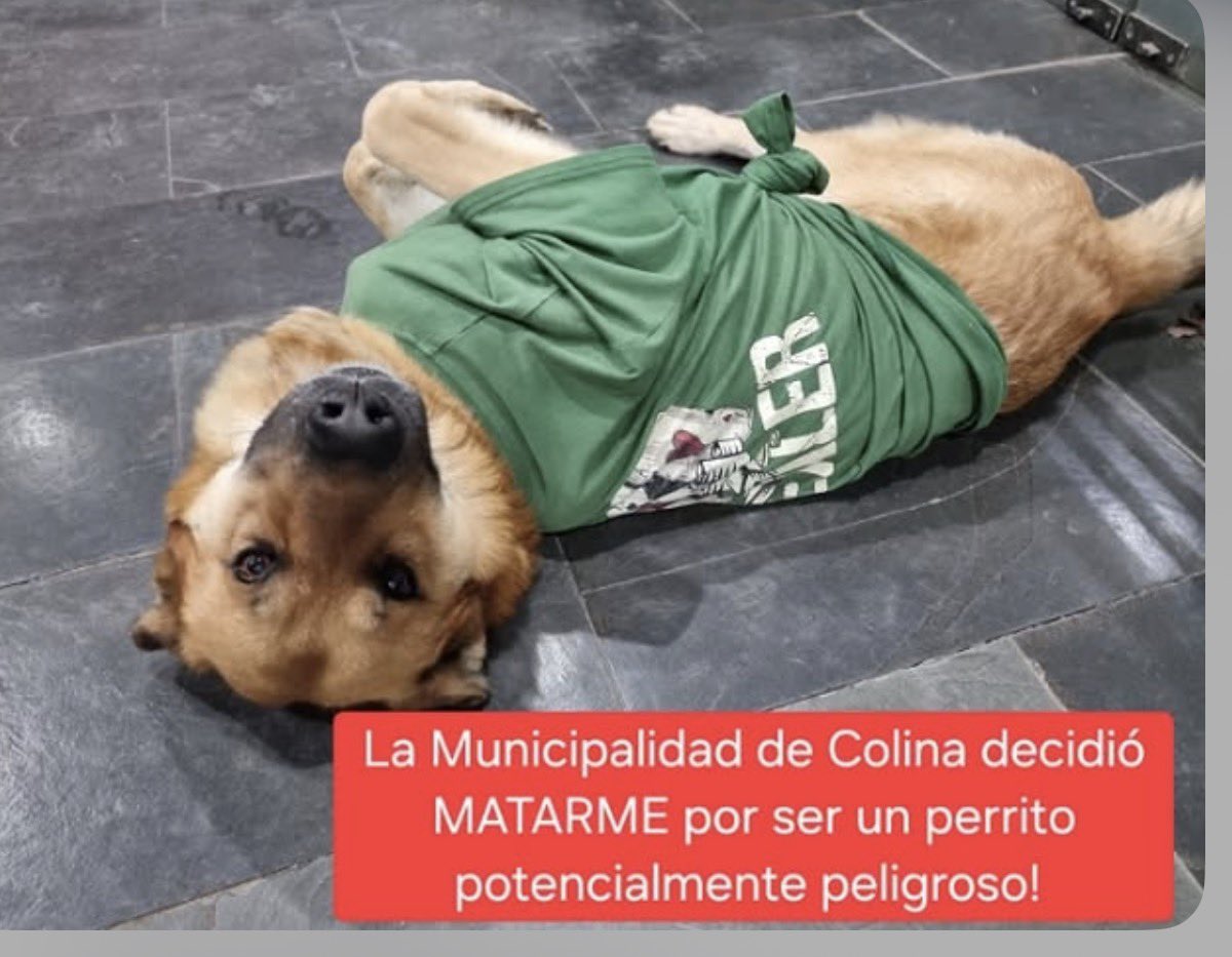 ciudadanovidela's tweet photo. 💔🐾 Este es el perrito para el que la @municolina  solicitó la eutanasia. ¡Lo mataron! ‼️

¡Qué cobardía la de un municipio que debería proteger la vida, no acabar con ella!

¡Basta de maltrato animal! No nos quedaremos callados ni les tenemos miedo. ¡Justicia ! 🐾💔 https://t.co/ZV3MRdtywU