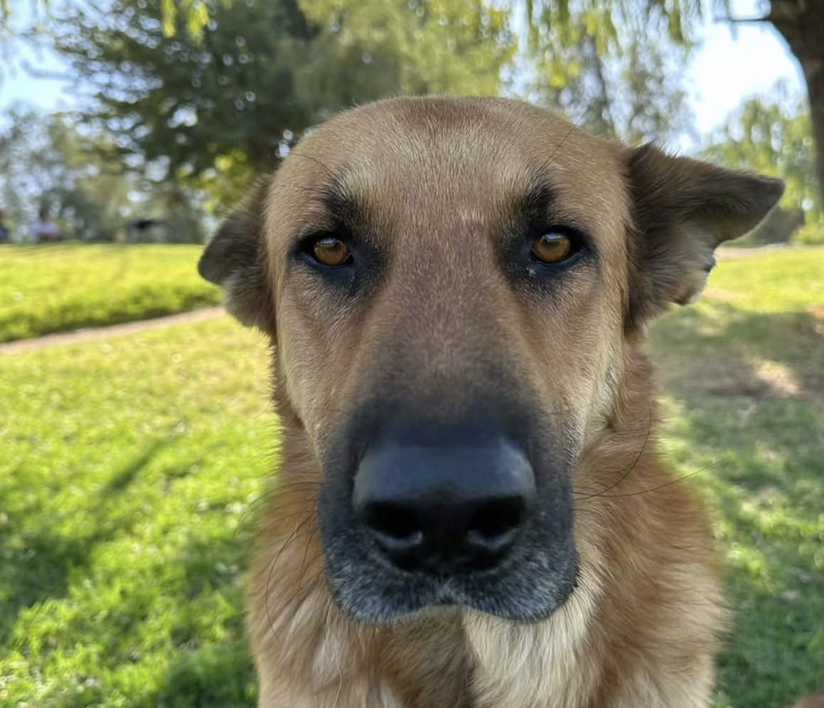 ciudadanovidela's tweet photo. 💔🐾 Este es el perrito para el que la @municolina  solicitó la eutanasia. ¡Lo mataron! ‼️

¡Qué cobardía la de un municipio que debería proteger la vida, no acabar con ella!

¡Basta de maltrato animal! No nos quedaremos callados ni les tenemos miedo. ¡Justicia ! 🐾💔 https://t.co/ZV3MRdtywU
