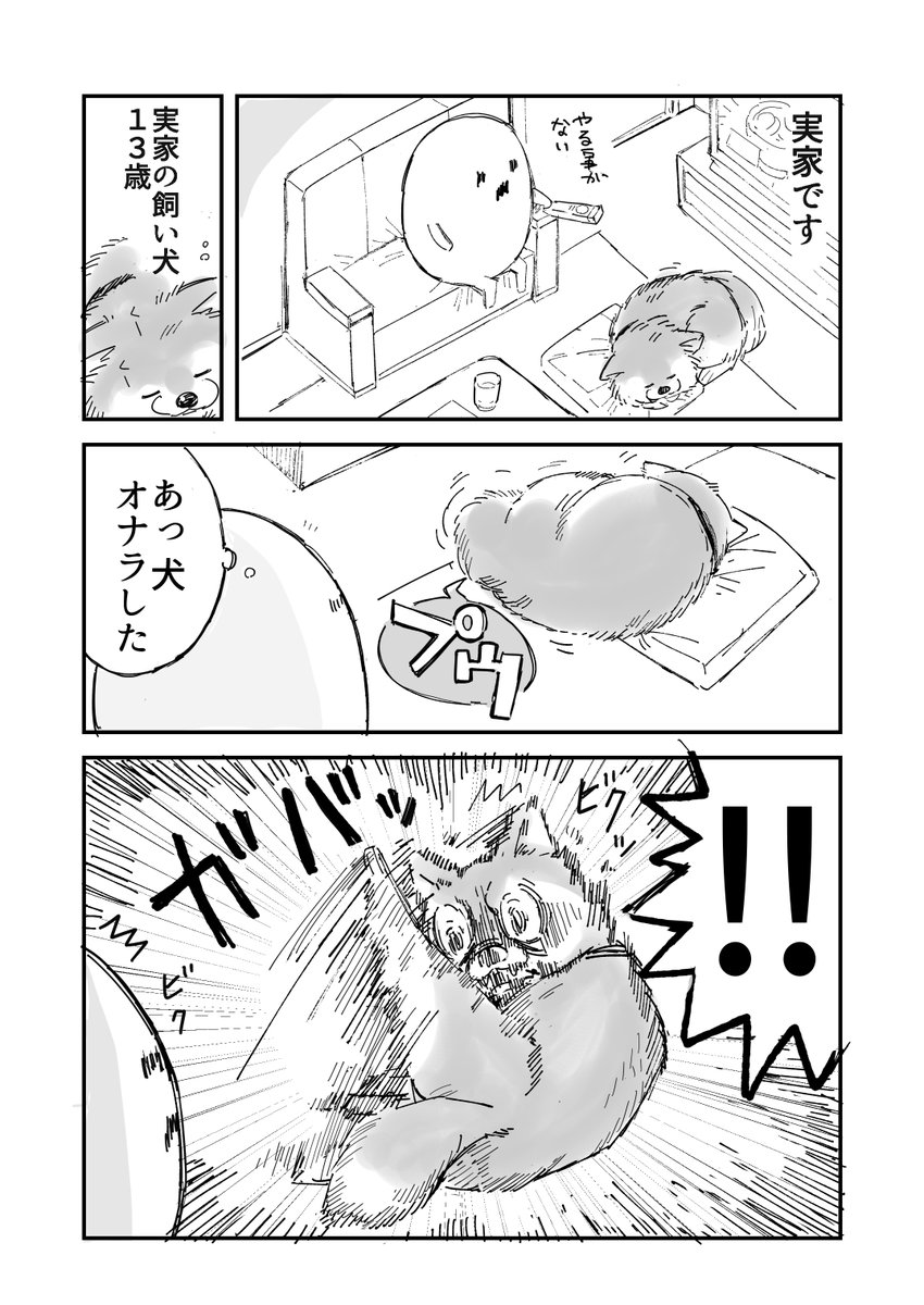 mitutugu's tweet photo. 実家の雑種犬 https://t.co/GeIjRNyMNo