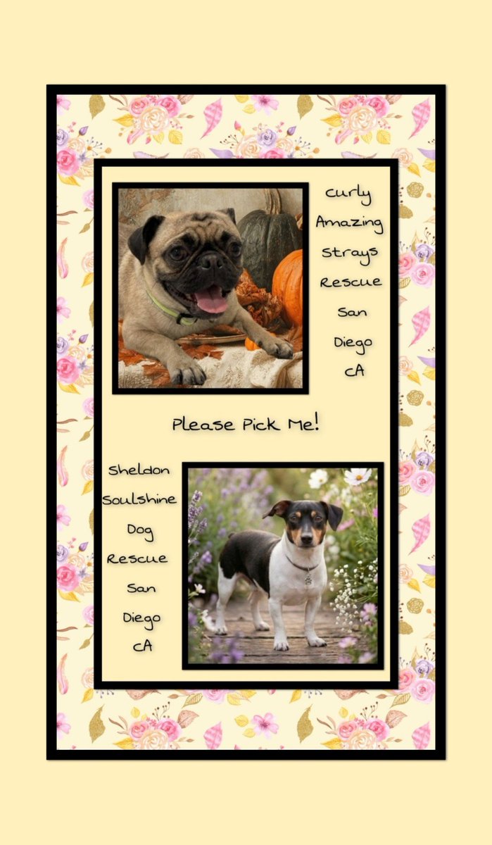 WestEndLondon8's tweet photo. San Diego Pug and Chihuahua!

#SanDiego #LosAngeles #California #SoCal #Orange #Pasadena #Malibu #WoodlandHills #Pugs #Pug #Beach #Chihuahua #Dogs #Pacific #Carlsbad #Hollywood #Rancho #LaJolla #ShermanOaks #SantaMonica #Anaheim #Glendale #Balboa #ThousandOaks #LakeForest #Dog https://t.co/VX10l5wRg9