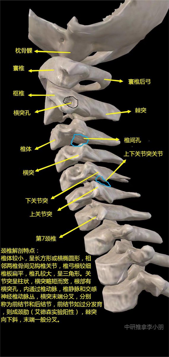 muntadherahi's tweet photo. Learning about the structure of cervical vertebrae and related glands in anatomy class today! https://t.co/ej6eNB37q7