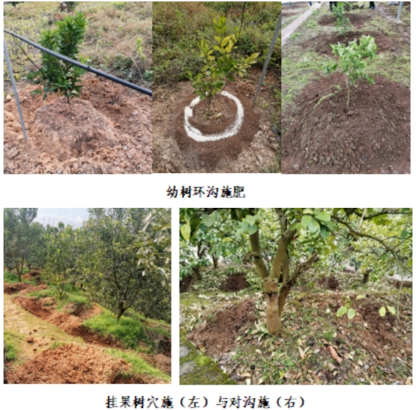 Yazeen369's tweet photo. Chlorine swap planting, a novel agri-tech practice that boosts crop resilience! https://t.co/oxxV2ynhT2