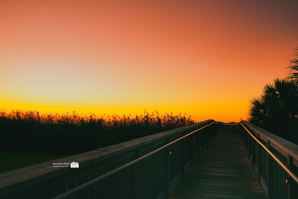 mrosennc's tweet photo. Where the morning begins 🌅  

Would you follow this path?  

#GoldenGlow #MorningMotivation #Boardwalk #CoastalMood #NatureEscape #DiscoverCarolinas
📸 w/@NikonUSA Z8 https://t.co/hENInUlwFQ