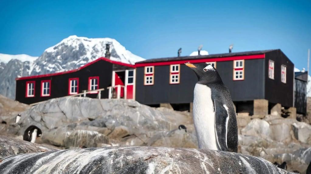 todonoticias's tweet photo. Buscan personal para contar pingüinos en la Antártida: ofrecen hasta 2500 euros, contrato por 6 meses y jornadas de 9 horas https://t.co/YJcIDrwnFC https://t.co/II6G9XY73n