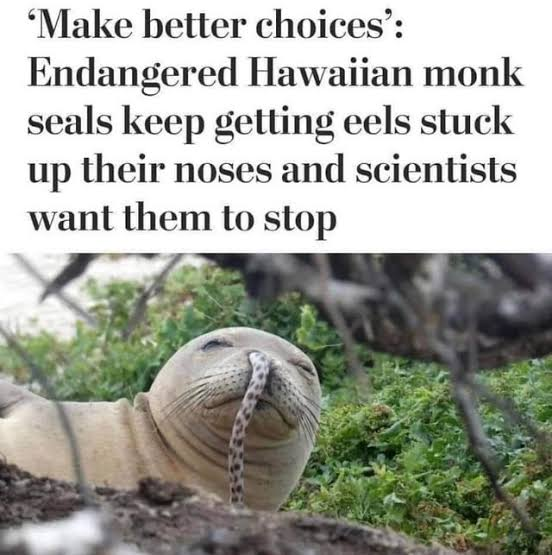 windskylark's tweet photo. Seals are smoking the eel https://t.co/obGFh8jmeI