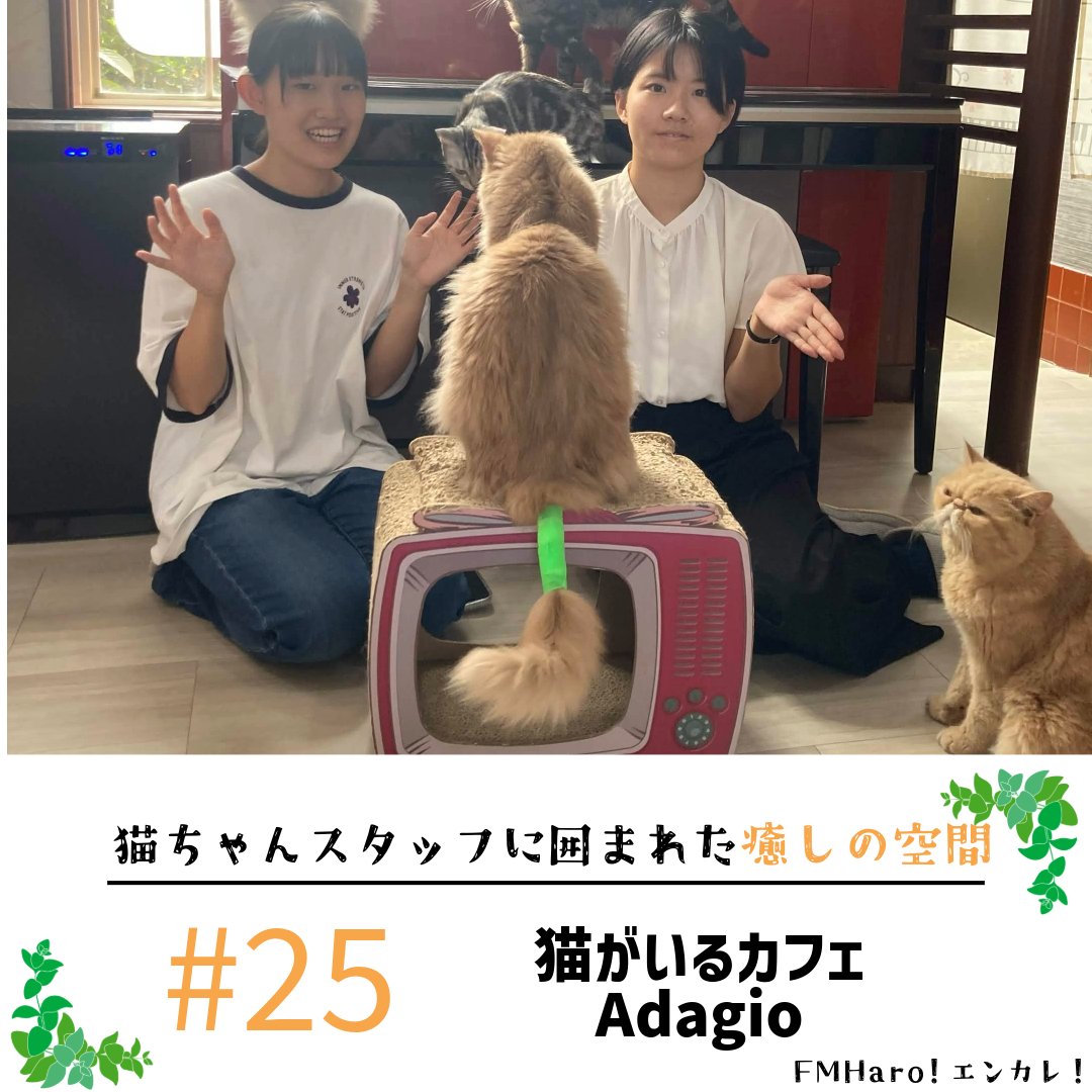 enkare_radio's tweet photo. 🎶第25回 FM Haro! #エンカレ！🎶

📻この後12:15～ ⁠#FMHaro!でOA！

今月は猫がいるカフェ「Adagio」さんを取材！🐈

店名の由来や猫たちの個性、
ペットシッター事業についても伺いました！

リアルタイムで聴くならこちら👇
🎧 https://t.co/oLRESS4Yyc https://t.co/Y4KRvlvs46