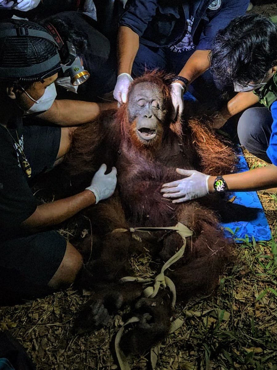 danskuss's tweet photo. 🚨 SAVED!!! 🚨

Kabar baik di tengah kegelapan! 😭✊

Orangutan liar bernama IRA akhirnya berhasil diselamatkan setelah terjebak di tengah kepungan fragmen lahan.

Detailnyaa:

Nama: Ira
• Umur: ~20 tahun (usia matang)
• Berat: 28 kg (diet ketat akibat rumahnya pelan-pelan berubah jadi kebun sawit & batu bara)
• Status: Betina tangguh
• Microchip : 90021.50059.10**
• Lokasi: Sampit, Kalimantan 

HATS OFF untuk semua relawan, BKSDA, Mas Harie, CAN Borneo dan semua pihak yang terlibat! 🫡

Semoga Ira bisa segera pulih dan mendapatkan rumah baru sebagaimana seharusnyaa ❤️‍🩹🦧🤎