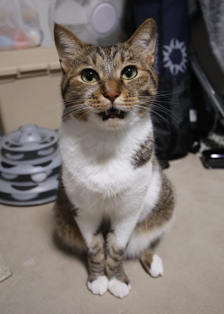 cat_tetoteto's tweet photo. だって猫の方から話しかけてくるので
本気で対話しないと猫に失礼
そうして我が家の猫は、家族一のお喋りになったのである https://t.co/L3RsvOFHOC
