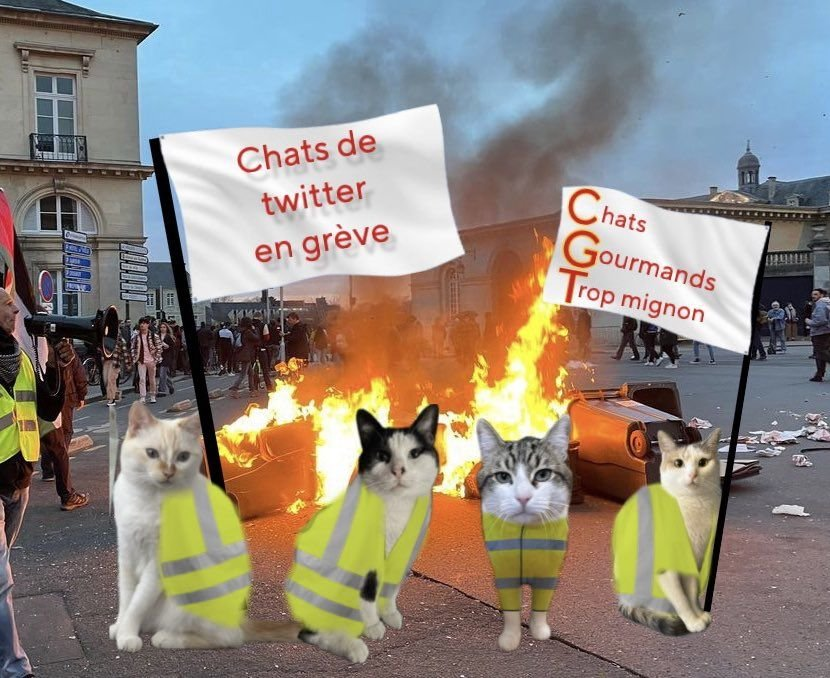 M0nkeyes's tweet photo. @ThePepeChicken J'ai besoin de force pour le 17 https://t.co/OKefw9tflQ