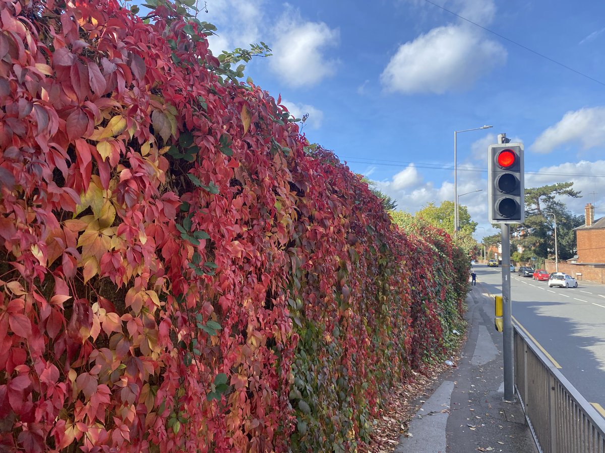 Spiddly's tweet photo. Wall of Autumn colour. Tilehurst Road, Reading #rdg #rdguk https://t.co/tepv1rqFyX