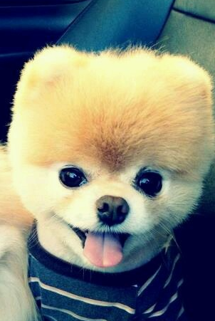 sirchadinio's tweet photo. @Tesla nothing special other than im getting a dog named Tesla :) https://t.co/oF5uaeivJt