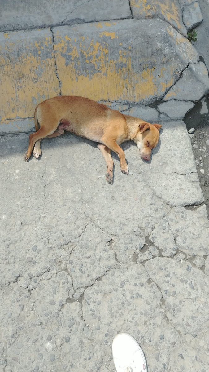 Alina_Gag's tweet photo. Alguien podría darle hogar temporal a este Chihuahua?

Lo rescataron y ya no lo pueden seguir teniendo

Tiene un año. Es muy tranquilo y lindo. 

Si tú puedes mándame mensaje directo

CDMX https://t.co/7HxPlR4Dhx