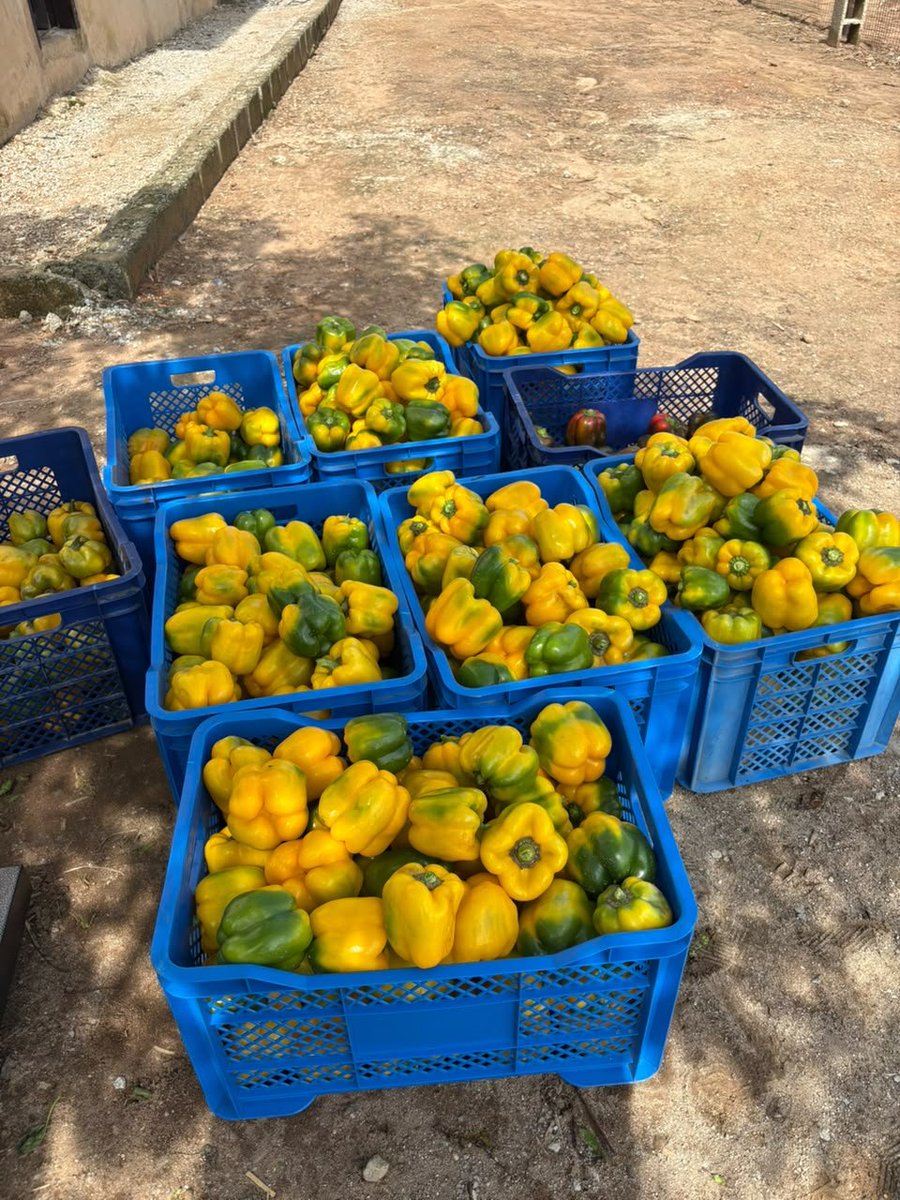 BiggRaj's tweet photo. Long time no update, Alhamdulillah, we had our second picking yesterday. 

123.5 kg of bell pepper and 64.2 kg of habanero. 

It's a nice and joyous feeling seeing the results of one's consistent hardwork and labour. 

Let's do more🥸🙌🏾 https://t.co/0evhf4M7A7