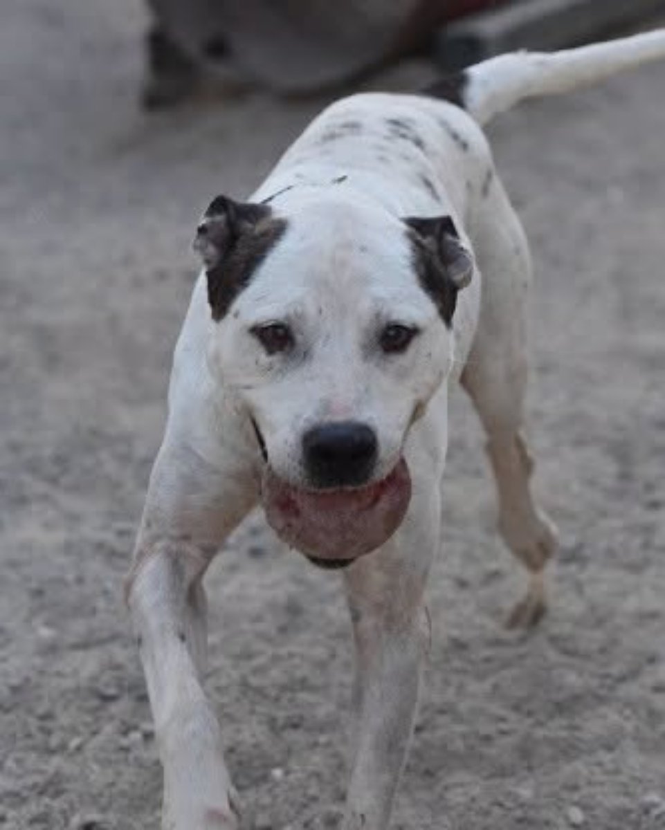 SosAbuelos1's tweet photo. #CÁDIZ
#MINGAU es un peludo de 7 años y 24 kg.

Le encanta jugar y es muy sociable y amistoso con las personas. 

No le gustan los demás perros; se estresa mucho. 

Necesita un  hogar con personas que tengan experiencia con perros.

¿Quieres conocerlo??

WhatsApp 653 988 621 https://t.co/YFmAANDgAu