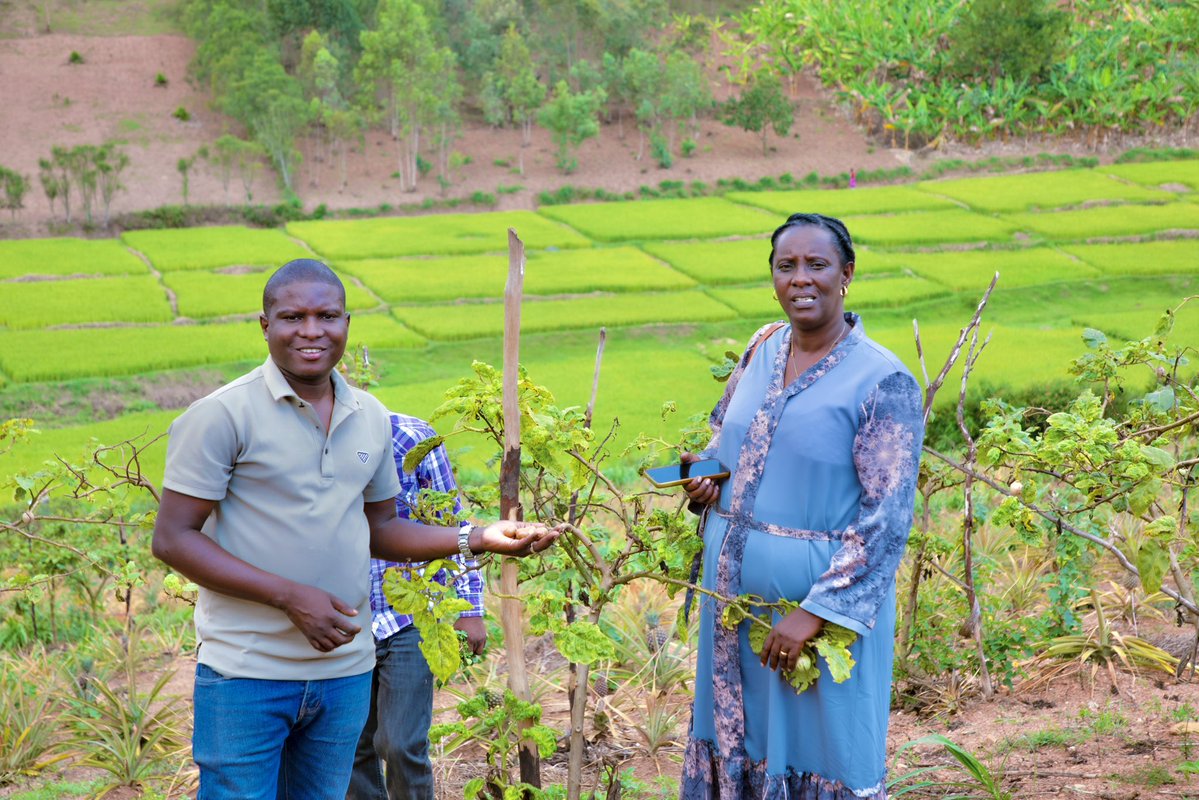 ShyogweDiocese's tweet photo. 1/2 |Today, Mothers’ Union President Mme. Rose KABAYIZA and Diocesan Development Director, Ir. Leonard NSABIMANA, conducted a study visit to a farmer in Bitsibo Village, Rukambura Cell, Musambira Sector,@Kamonyi ,to learn about innovative farming and livestock practices. https://t.co/lwxmKRPzuX