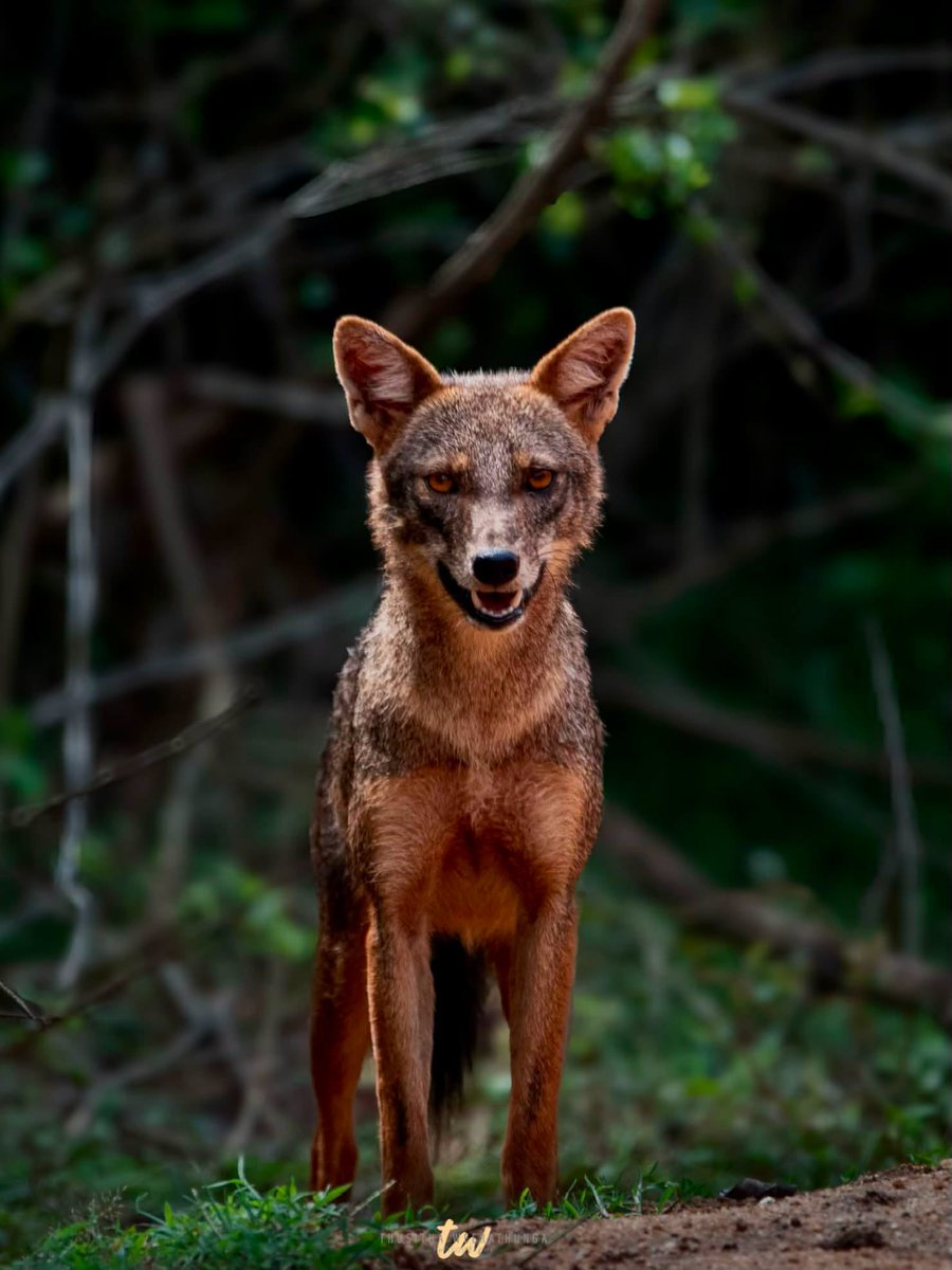MeridethChug7o's tweet photo. awareness exists in the subtle spaces between familiar glances, as if every loyal creature holds an unspoken history 🐾 https://t.co/JvPVC08VEz
