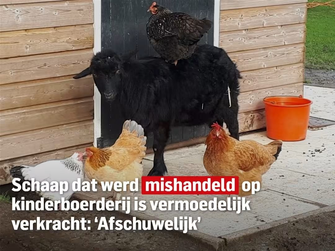 Miss_Royal73's tweet photo. 😡🤬

#Schaap Saartje dat op een kinderboerderij in #Langerak ernstig werd mishandeld, is vermoedelijk #verkracht. De politie onderzoekt de zaak.

Ik zeg het alvast maar... Not all of them, but always one of them. 😣 https://t.co/0XPo7AzyMH