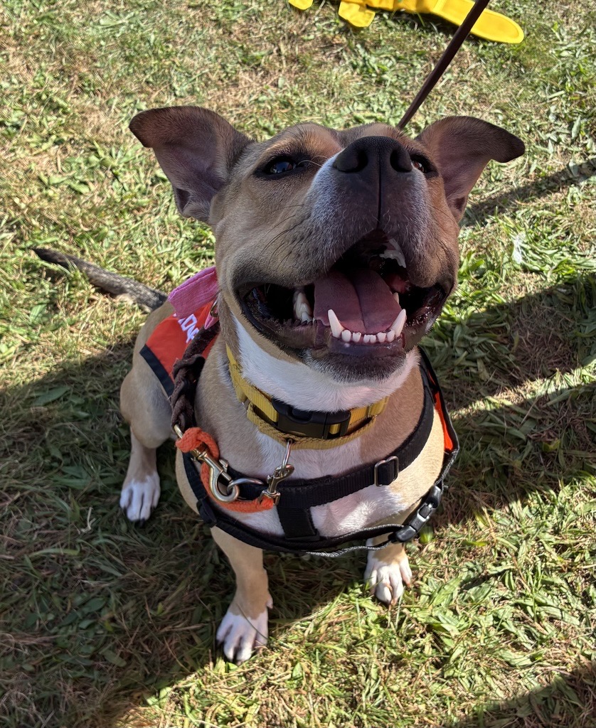 ASPCA's tweet photo. Join the ASPCA Recovery &amp; Rehabilitation Center on 10/17 from 11:30 a.m. - 1:30 p.m. at 1110 Route 55, LaGrangeville, NY, 12540 for the Great Give Back, a NY state initiative focused on making a difference! Come meet adoptable Kazoo, Hamhock and Daiquiri and learn about our work. https://t.co/OHiUnFzWze