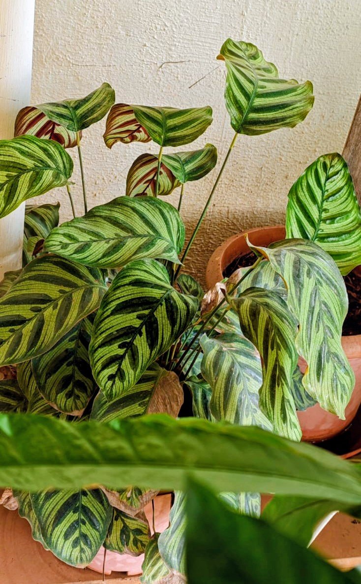 Snoopydaisy10's tweet photo. A "Peacock Plant" 🦚 is named for its stunning leaf patterns that resemble peacock plumage.
Also called a "Prayer Plant" 🙏 due to nyctinasty, a natural process where its leaves fold upright at night like praying hands and lower during the day.
#PlantTwitter
#PlantParent https://t.co/yKTqVENilm