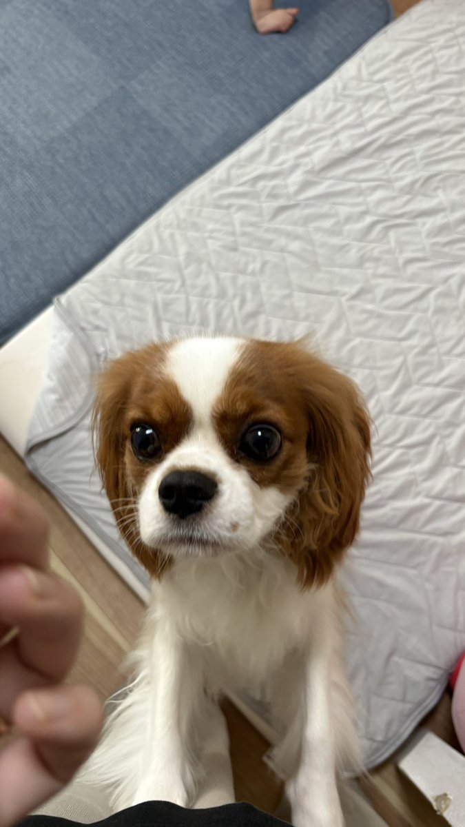 olive_cavalier's tweet photo. 狙うｲｯﾇ https://t.co/rhcBN7DOjU