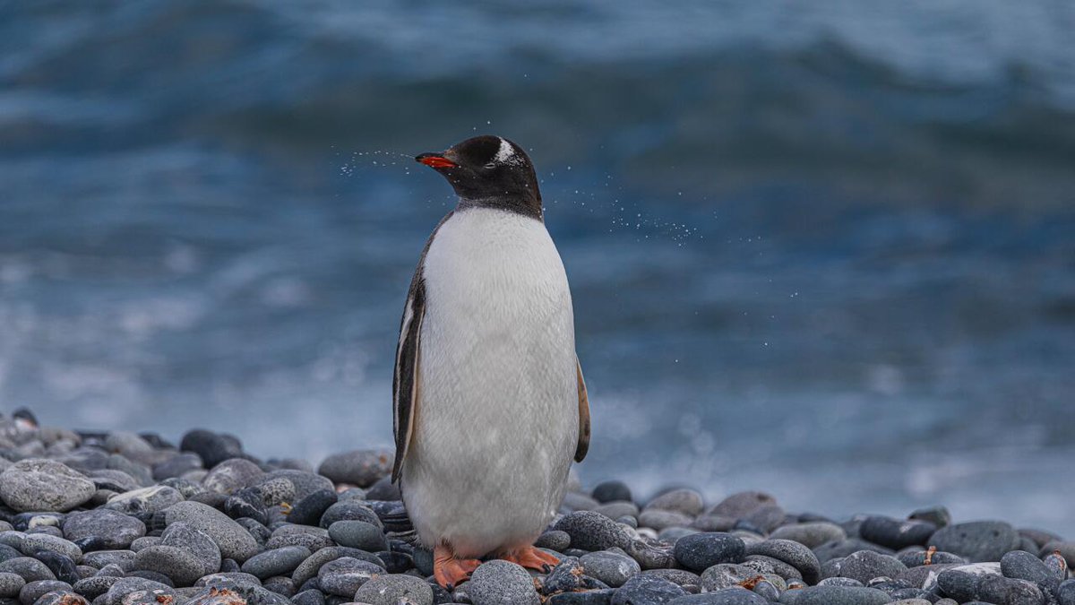 BrooklynnWhelf's tweet photo. ペンギンのフェルトの帽子が風でぐしゃぐしゃになっても、硬い羽で颯爽と歩く姿がかわいい。 https://t.co/DOCh8AHQ3J