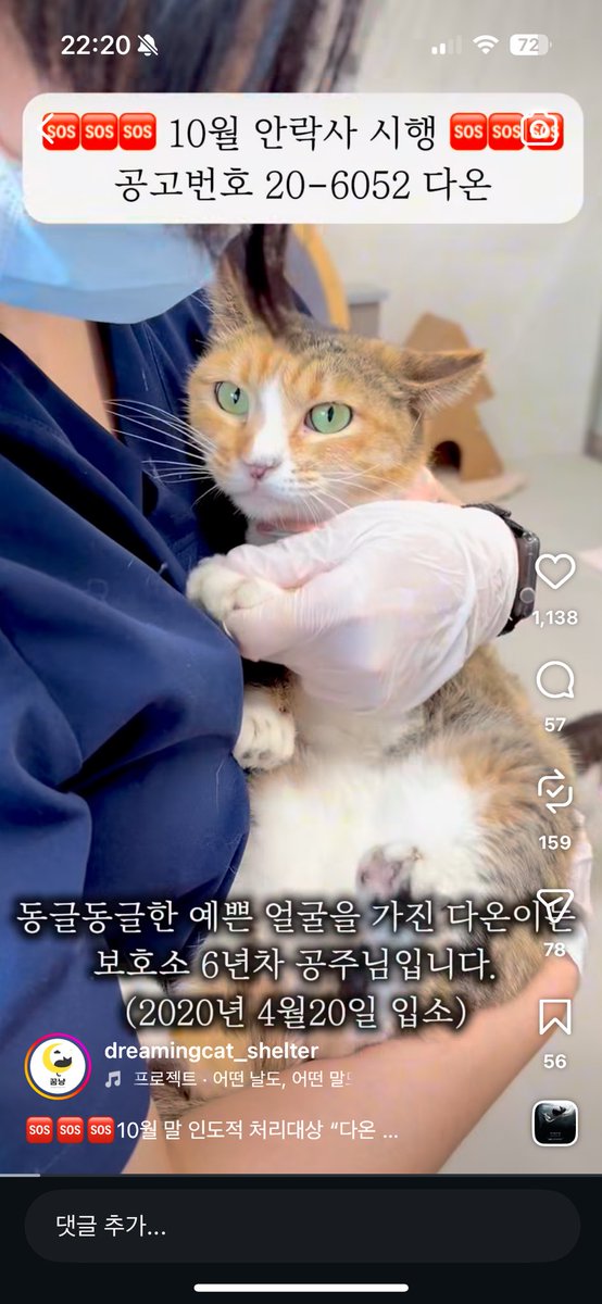 romance_nari_'s tweet photo. 인스타보다가 안타까워서 ㅠㅠ .. 
보호소 6년차인데 10월 안락사 대상이래요 .. 
발톱도 잘깎고 순한 거 같아요 
기적처럼 묘연이 나타났으면 좋겠어요
“꿈꾸는고냥이”로 문의해주시면 된대요 https://t.co/QIobOuaBLZ
