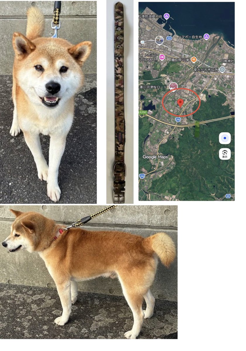 NoCulling's tweet photo. 🟧香川県 東讃保健所保護迷い犬🟧
管理番号2620086
推定3〜8歳の柴犬風の男の子が10月3日に保護されています
人を怖がる様子もなく穏やかな表情…
大切に育てられていたんじゃないかな…
飼い主さんの目に届きますように🙏

お心当たりのある方は至急ご連絡を🙇‍♂️

▶️東讃保健所📞0879-29-8272 https://t.co/n1IfkEMSqS