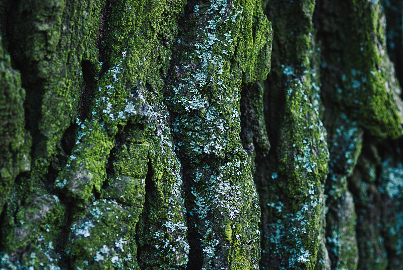 Sheldon34319104's tweet photo. Just found a cute dewdrop on a soft mossy log in the old oak nest—such an elliptical tiny surprise, no fancy plans needed here. https://t.co/KWylDa6SeT