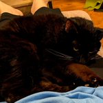 Photo by 🌈 Lt. Belle, Cols. Eclipse & Amber, 🌈Nina (@2HousePanthers)