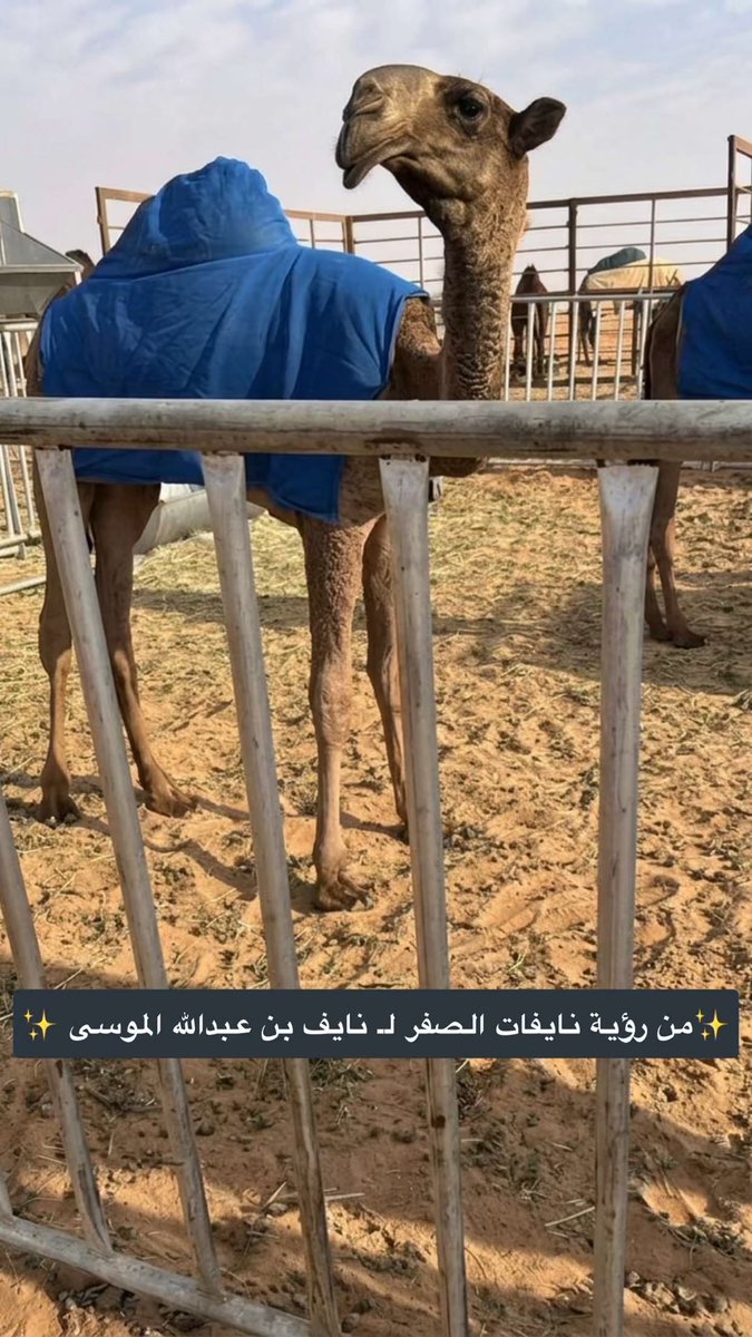 tki_21's tweet photo. 🚨🚨🚨

عينه من رؤية نايفات الصفر 
لرجل الاعمال نايف بن عبدالله الموسى  .. https://t.co/aOCaOfA09T