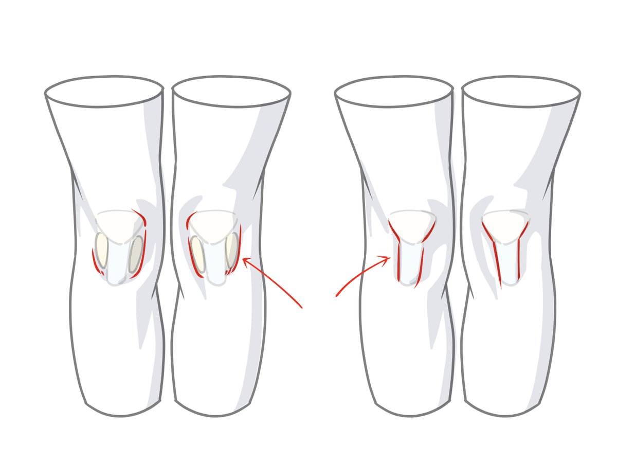 kato_anatomy's tweet photo. イラストなどでよく見かけるひざの形。脂肪を含む丸角の長方形（左）と、骨と靭帯の漏斗形（右）。どちらも構造とマッチしてます。 https://t.co/0gBNxhc1Wa