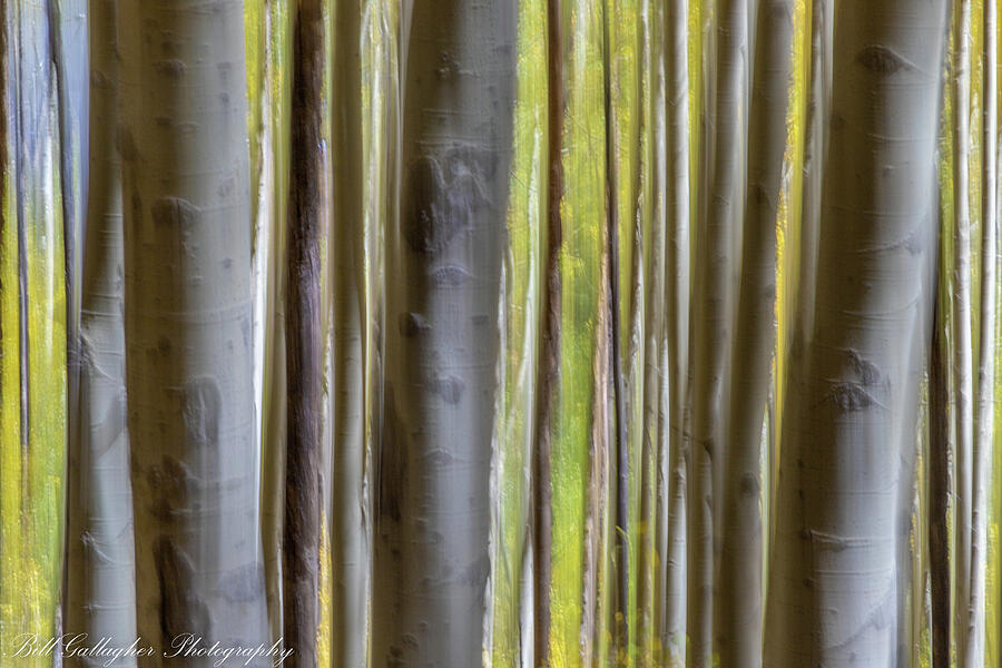 the_gallaghers1's tweet photo. Aspen Abstract II
https://t.co/qjOKxOORfC
#AspenAbstractII #BillGallagherPhotography #AspenStand #Abstract #Colorado #FallAspenColors #FallColors #WallArt #GiftIdeas https://t.co/UGSqsUbu4K