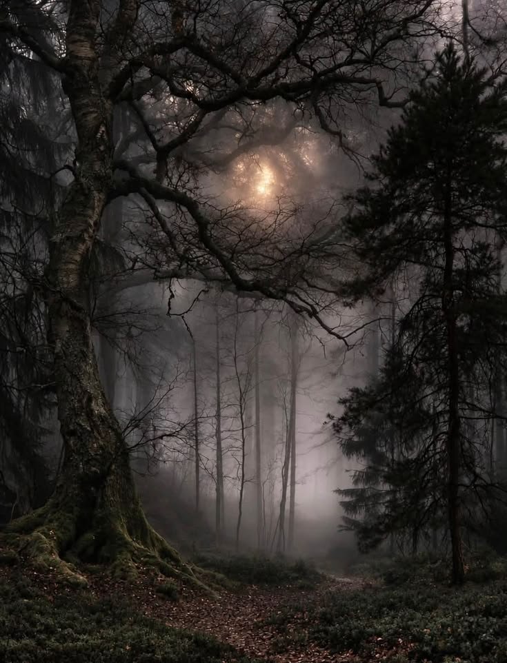 elemmiressoul's tweet photo. dark forest. https://t.co/d9QcNR5oUc