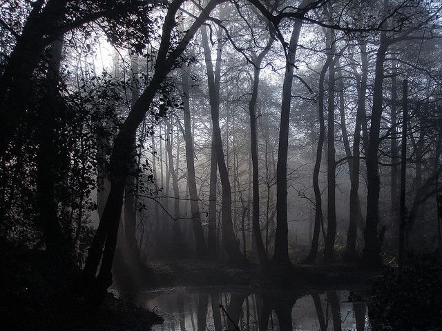 elemmiressoul's tweet photo. dark forest. https://t.co/d9QcNR5oUc