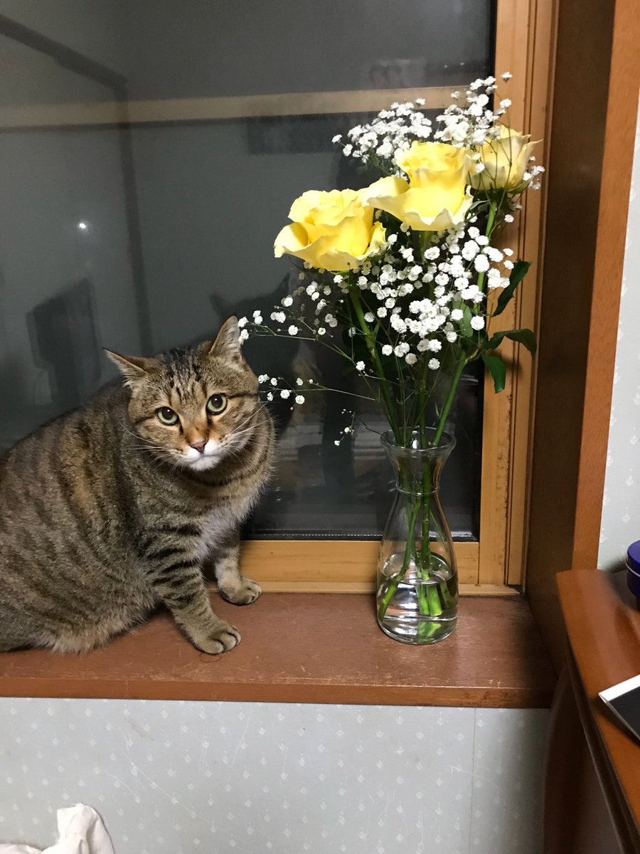 _nagi_SLE's tweet photo. 猫が欲しいけれど
鬱になるとお世話できない

この子には申し訳ない事をした https://t.co/qB4UQ64BdW