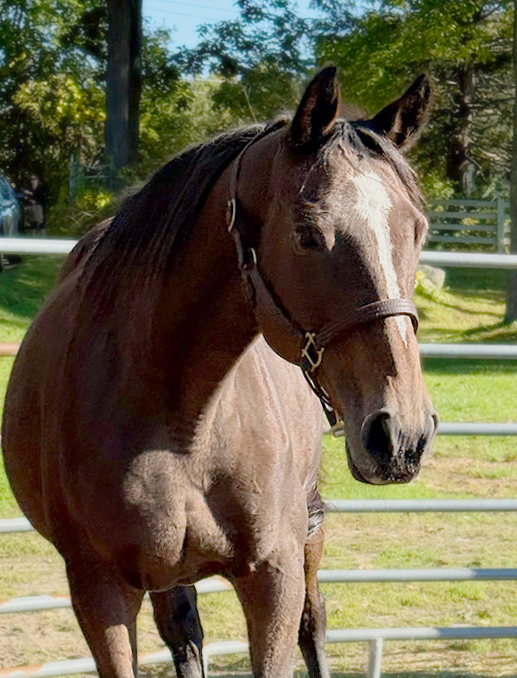 AfterFinishLine's tweet photo. Oct Grant #7 Hidden Pond Farm–NH $2500 for round/sq hay bales for 13 OTTB. Rescues OTTBs in dire need fr auctions/dealers. Decatur 21y/o raced/broodmare. Demuro bought fr dealer-was in a OH auction. Bred in TN-12 starts at 7 tracks. Asbeautifulasyou donated. 21y/o, raced, 5 foals https://t.co/kgHC2930XI