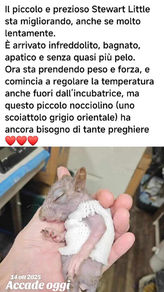 Pischeddaantone's tweet photo. TUTTI LORO HANNO IL DIRITTO DI VIVERE E DI ESSERE SALVATI MOLTO PIÙ DI CERCHI ESSERI UMANI DI UMANO HANNO MOLTO POCO 🤬

#stewart #little #topolino 
#respect 
Repost Tik Tok
Accade oggi ottobre 2025
               https://t.co/3dwFvXLbAD https://t.co/nIoTleRviD