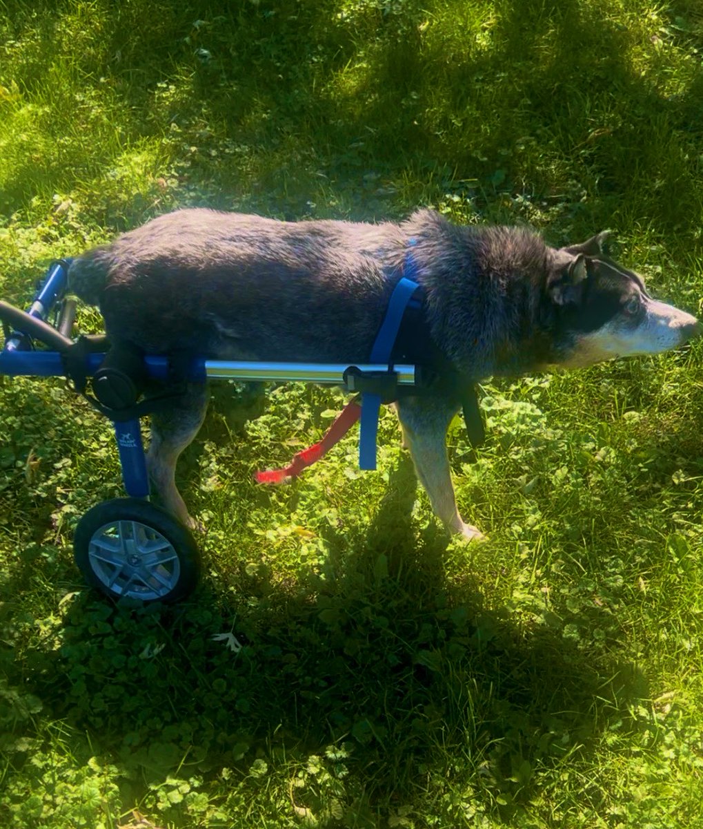 MBF_MOS's tweet photo. Hank is officially 105 in dog years but the only thing that gets in his way is his mobility, now he be cruising with his new wheels 🏃 💨 https://t.co/cFhPKd5eDl