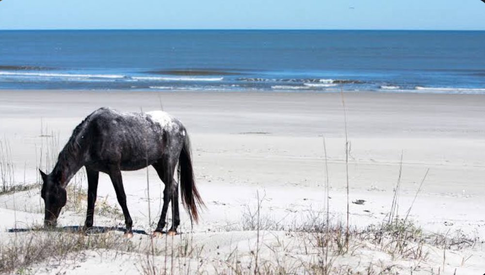 StoriesBySammi's tweet photo. Burgum is pushing another federal land swap at Cumberland Island National Seashore in Georgia, just like the one at Yosemite.

Both use the same move: hand federal park land to private interests, funded in part by the Land and Water Conservation Fund, money meant for conservation.

Two wealthy families want to trade land with the Park Service so they can build up to 15 private homes, some up to 15,000 sq ft, inside wilderness Congress said in 1972 must stay "permanently preserved in its primitive state."

It's loggerhead sea turtle nesting ground, home to 30% of Georgia's total, plus four other protected sea turtle species, red knots, and piping plovers. A watchdog group had to FOIA the draft deed terms just to see them. Georgia's own Camden County Commission wouldn't endorse the deal.

A former Yosemite superintendent called that deal "so ridiculous, it makes you sick."

Here's the mechanism. The Land and Water Conservation Fund exists specifically to buy and protect public land, funded by offshore oil and gas royalties, as an environmental offset for that drilling. Burgum's Interior has been trying to redirect that same money away from buying conservation land and toward "deferred maintenance" instead. Sen. Martin Heinrich (D-NM) says that diversion is illegal and expects it to get sued over.

So the fund meant to protect land from exactly this kind of loss is being hollowed out, then tapped again to help pay private developers to take park land in the first place.

This isn't one bad deal. It's a pattern. How many other national parks does this admin have waiting in the pipeline, ready to be sliced off to private interests?

Tell NPS this shouldn't move forward funded by conservation dollars it was never meant to touch. We don't have much time. Link is in the first reply.

#DemsUnited