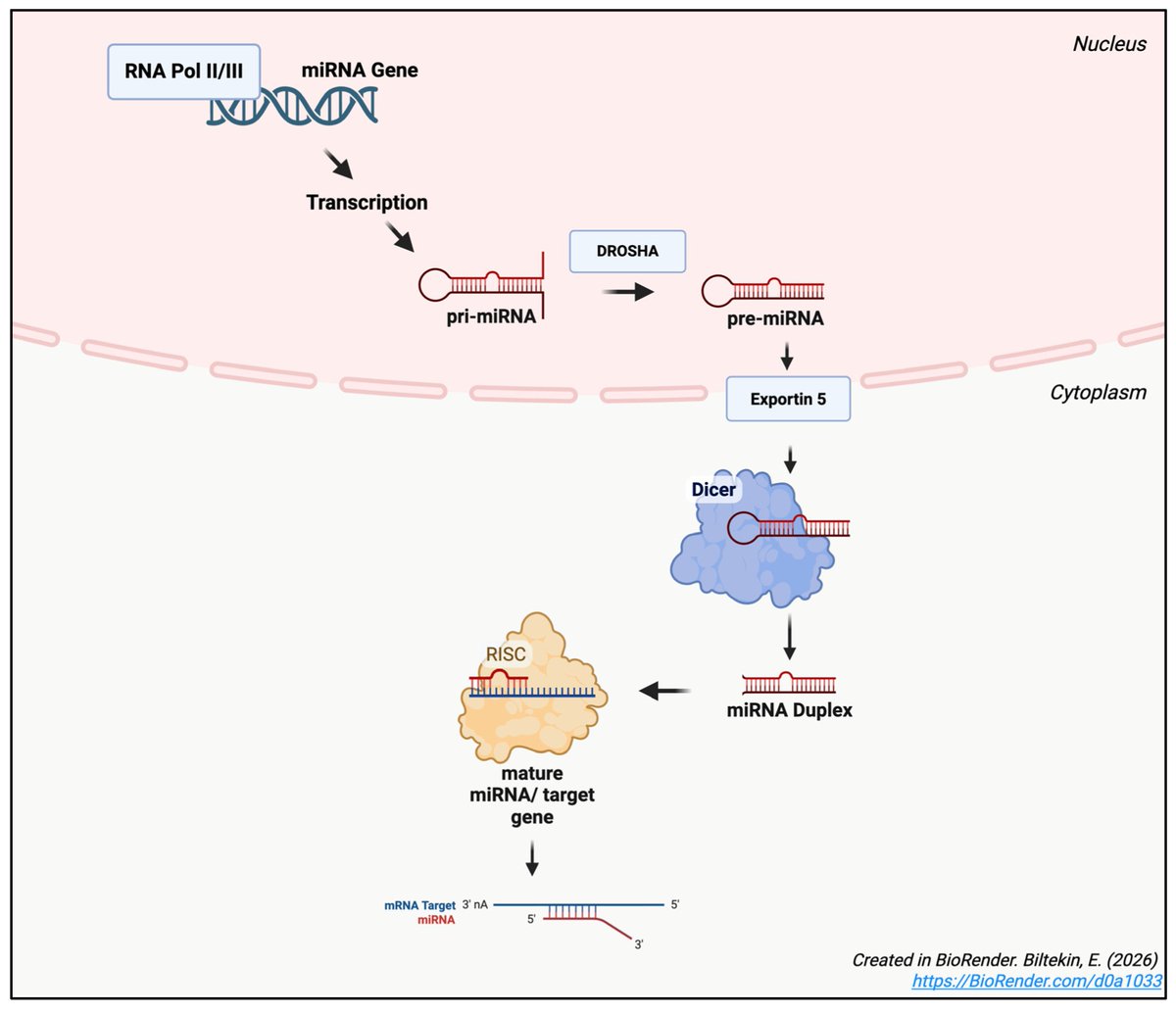Non_Coding_RNA's tweet photo. 🔥 Highly Accessed Review | Non-Coding RNA

Discover how microRNAs regulate anti-tumor immunity and their potential to improve cancer immunotherapy. 🧬

📖 https://t.co/Z3lgy5OgBT

#NonCodingRNA #microRNA #CancerImmunotherapy https://t.co/irzdf6Fo4x